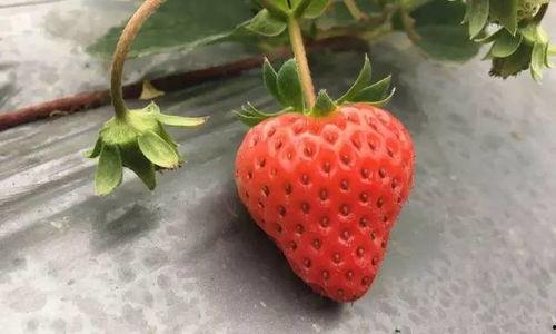 国产草莓在线,甜蜜滋味,绿色健康新选择